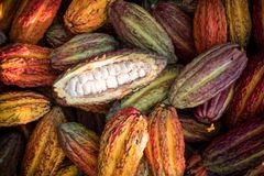 To tredjedele af verdens kakaoproduktion kommer fra Elfenbenskysten og Ghana / Fairtrade
