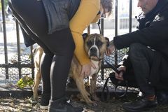 Hjemløsedyrlægerne tilbyder fra d. 3. november gratis konsultationer fra gadens folks hunde. Projektet er støttet af Dyrenes Beskyttelse. Foto: Fra hjemløsedag i København, Dyrenes Beskyttelse. Til fri afbenyttelse.