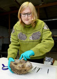 Pindsvineforsker Sophie Lund Rasmussen ned dødt pindsvin, der skal obduceres. Foto: Tue Sørensen