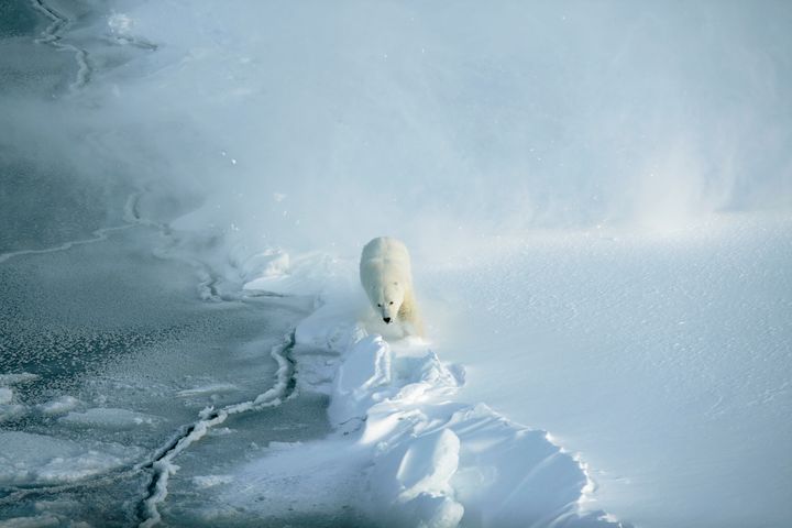 Jon Aars / Norwegian Polar Institute / WWF-Canon