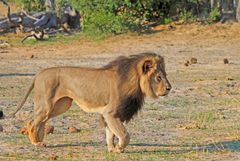 Løven er et yndet mål for trofæjægere fra hele verden, når de rejser til Sydafrika. Rejsebranchen tager nu afstand fra at profilere den grusomme oplevelse som bæredygtig turisme, som Sydafrikas regering har lagt op til. Foto: Shutterstock