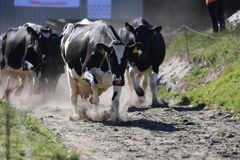 Fuld fart på øko-køerne til Økodag, hvor køerne sprang direkte ind i stuerne til alle, der fulgte med på livestreaming.