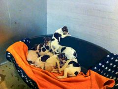 De 14 hvalpe og to voksne hunde ankom til Dyreværnets internat i Rødovre i nat. Foto: Dyreværnet