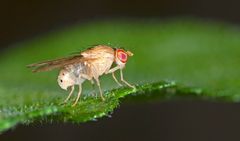 Bananflue (Drosophila). Foto: Getty Images