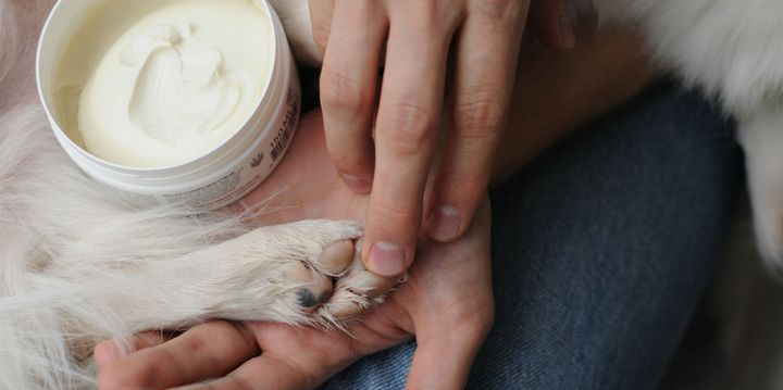 Når temperaturen rammer frysepunktet, bliver vejene saltet. Dette afhjælper glatte veje, men vejsalt er en smertefuld oplevelse for hunden. Dyrenes Beskyttelse opfordrer derfor til at smøre hundens trædepuder med potevoks inden gåturen. Foto: Dyrenes Beskyttelse. Til fri afbenyttelse.