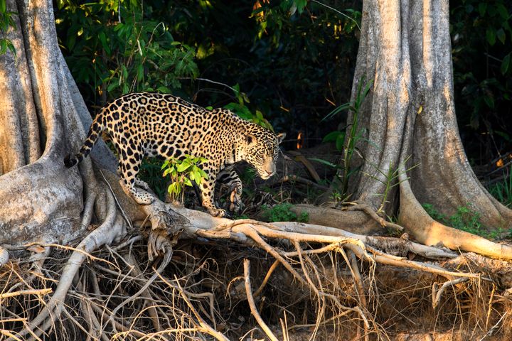 En overlevende jaguar fra Pantanal regnskoven. Foto: World Animal Protection.