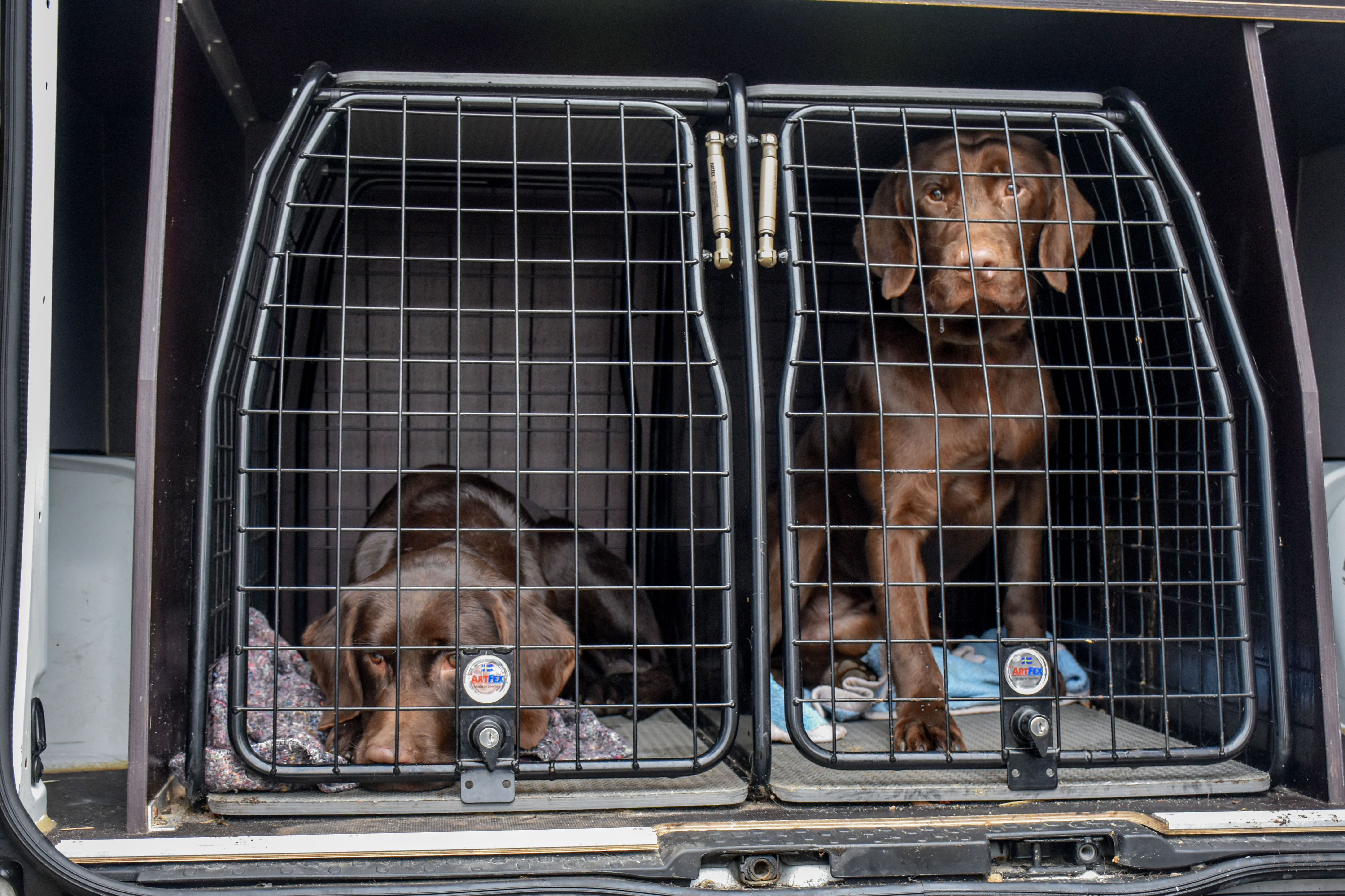 royalty børn svært 29 hunde indleveret til Dyrenes Beskyttelse | Dyrenes Beskyttelse