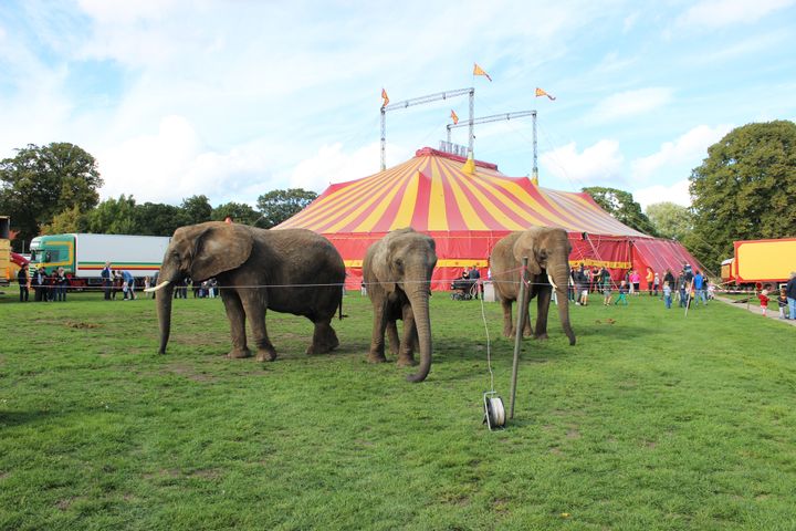Det er over et år siden, at Regeringen, Dansk Folkeparti og Socialdemokratiet indgik en aftale om forbud mod eksotiske dyr i cirkus, men cirkuselefanternes fremtid er fortsat uafklaret. Foto: Cirkus Arena