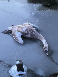 Denne unge svane er død og den lades derfor være. Foto: Dyrenes Beskyttelse. Til fri afbenyttelse.