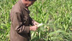 En af de nordkoreanske bønder fremviser en majskolbe, der er alt for lille efter årstiden. Foto: Mission Øst