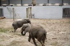 Nu er Danmarks sidste fire cirkuselefanter færdige med livet på landevejen og er flyttet ind i Knuthenborg Safaripark, hvor de skal tilbringe resten af deres dage. Foto: Dyrenes Beskyttelse. Til fri afbenyttelse