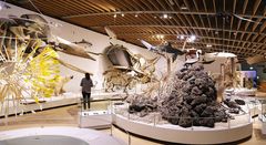 Evolutionshallen på Zoologisk Museum. Foto: Statens Naturhistoriske Museum.