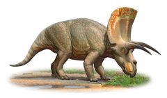 Illustration af en Torosaurus. På Evolutionsmuseet kan man se det ægte og meget store fossil fra en Torosaurus. Den levede for 66-68 mio. år siden og er fundet i New Mexico, USA. De blev 7,5 – 9 meter. Foto: Evolutionsmuseet i Knuthenborg Safaripark // Sergey Dives.
