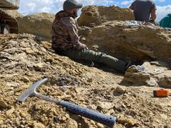 Christoffer Knuth har selv deltaget i udgravningen af flere af de udstillede fossiler. I 2017 fandt han desuden selv et sjældent Gorgosaurus-fossil i Montana. Foto: Evolutionsmuseet i Knuthenborg Safaripark.