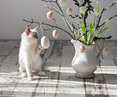Katte er utrolig nysgerrige og legesyge, men gør dem også udsatte, når vi pynter til påske.