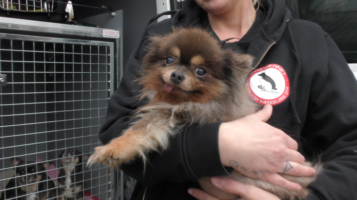 Borger beder Dyreværnet om hjælp: hunde skal nu omfattende undersøgelser | Dyreværnet - Foreningen til Værn for Værgeløse Dyr