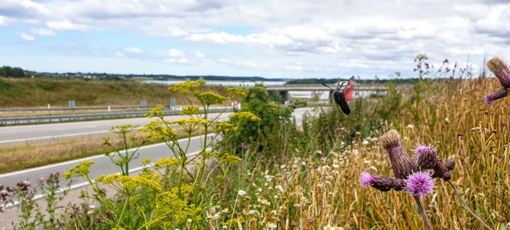 Her kan man se den seksplettede køllesværmer i en vejkant ved Tempelkrogen i Holbæk. Foto: Kasper Anias Møller.