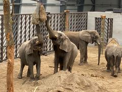 De fire elefanter er langt om længe blevet forenet i deres nye stald i Knuthenborg Safaripark. Fra på lørdag kan gæsterne opleve dem på den 140.000 m2 store, lollandske savanne. Foto: Knuthenborg Safaripark. Til fri afbenyttelse