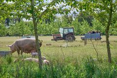 Flere og flere økologiske griseproducenter vælger at plante træer i marken– til gavn for både biodiversitet   grisenes velfærd og landmandens arbejdsglæde   
Foto: Henrik Bjerregrav