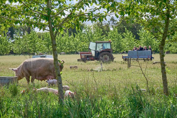 Flere og flere økologiske griseproducenter vælger at plante træer i marken– til gavn for både biodiversitet   grisenes velfærd og landmandens arbejdsglæde   
Foto: Henrik Bjerregrav