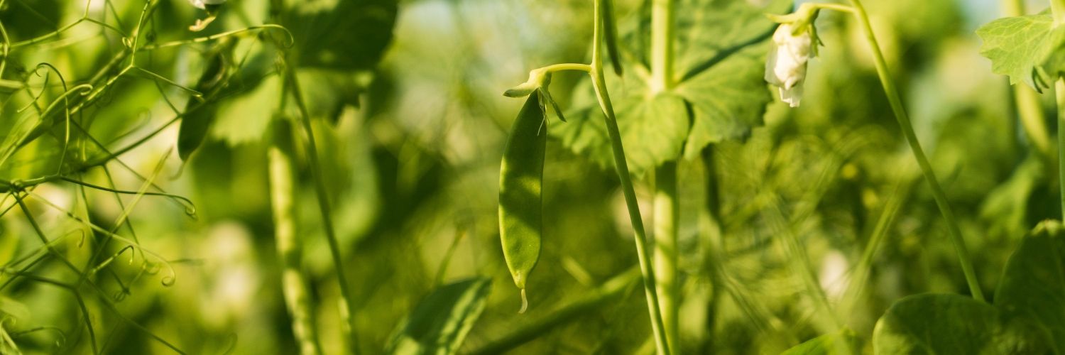 Dansk Vegetarisk Forening