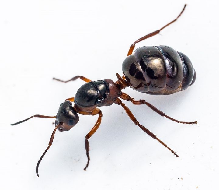 En skovmyredronning. Skovmyrer har bakterier på deres ben som udskiller antibiotiske stoffer der kan fjerne plantesygdomme. Det kan være forklaringen på at vi ser færre symptomer fra plantesygdomme på træer med skovmyrer på i forhold til træer uden myrer.
Photo credit: Jens H. Petersen.