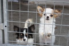 Chihuahuaerne Enox og Mudi er nu i Dyreværnets varetægt efter at være blevet fjernet fra deres ejer. Foto: Dyreværnet