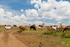 Kvæg har brug for græs som fødekilde, men når græsset bliver mere og mere sparsomt, kan det være en fordel at introducere f.eks. geder eller kameler til besætningen. Det kan både øge mælkeproduktionen, sænke forbrug af vand og foder og mindske klimabelastningen. www.colourbox.com