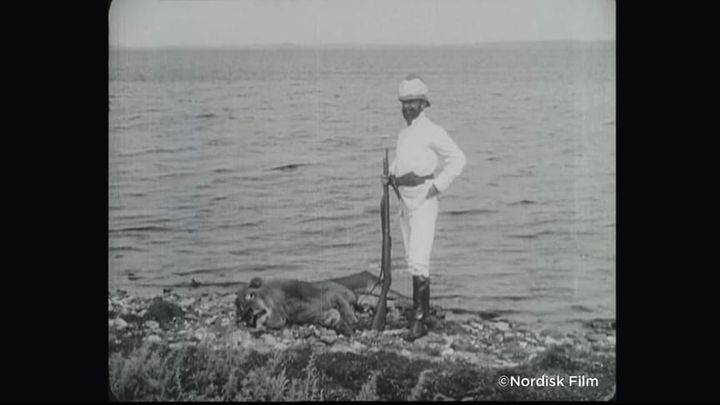 To afdankede løver blev aflivet under optagelserne af 'Løvejagten'. Roskilde Museum markerer 110-året for den omdiskuterede film. Foto: Nordisk Film
