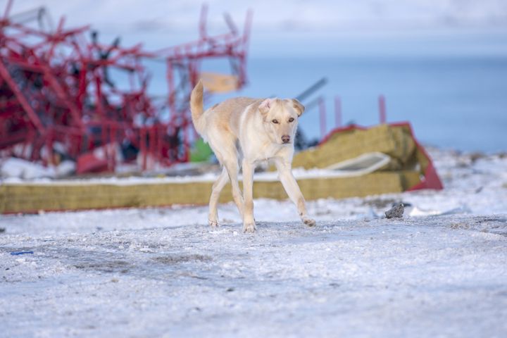 En typisk herreløs Nuukhund. Foto: Jesper Juhl Døssing