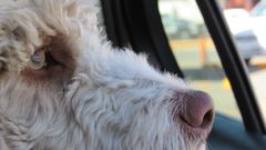 Dyrenes Beskyttelse fraråder hvert år, at hunde efterlades i biler, også selv om det kun drejer sig om kort tid. Desværre er der stadig mange, som lader hunden sidde i bilen om sommeren. Det kan dog have fatale konsekvenser. Foto: Pixabay. Til fri afbenyttelse.