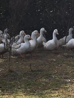 I følge Dyrenes Beskyttelse er adgang til det fri vigtigt for dyrs velfærd. Cathrine Cocks