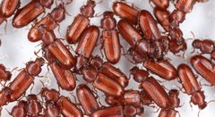 Red flour beetles are used as so-called model organisms, which means that they are offer tools that make them easy to work with and that their biology is similar to that found in other beetles. Photo: Getty