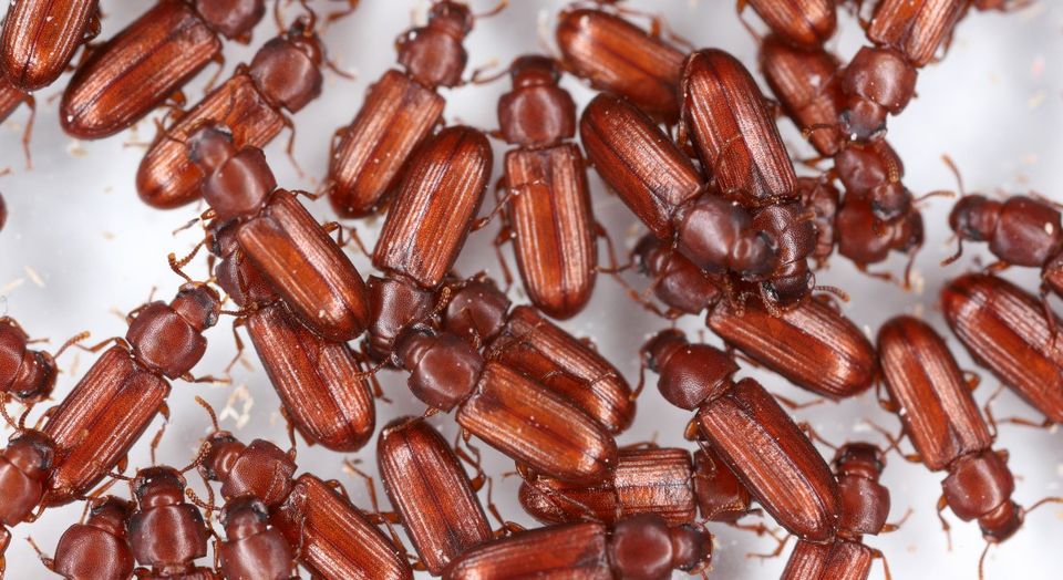 Researchers get to the “bottom” of how beetles use their butts to stay ...