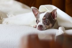 Særligt mindre hunde kan have problemer med at holde varmen. Ifølge Jacob Masters fra VetBoxen.dk kan det være nødvendigt med hundetøj. Foto: PR.