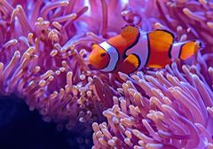 Klovnfisk er meget populære fisk til akvarier. Den smukke orange og hvide fisk er blandt andet kendt fra animationsfilmen ”Find Nemo”. Foto: PR.