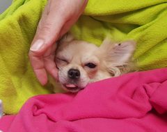 Hvalpemor Carrie, der er en Chihuahua, var i overhængende livsfare onsdag. Grundet længerevarende kalkmangel kollapsede Carrie, da hendes hvalpe var ved at die.