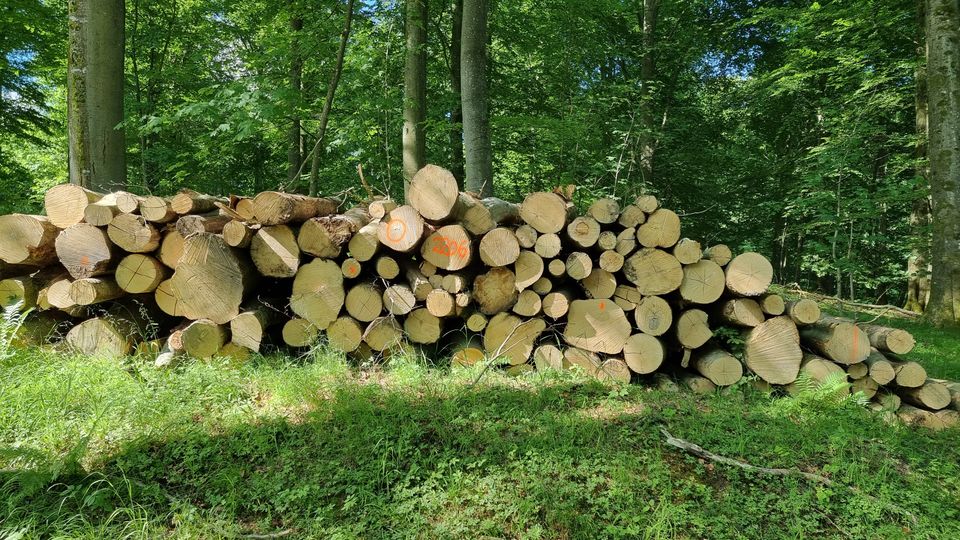 Tømmer i dansk skov