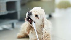 Små hunde har ofte store tandproblemer. Flere af dem kræver forebyggende tandpleje og allerbedst tandbørstning. Uden forebyggelse kan hunden danne parodontose der, foruden tand- og mundsmerter, kan udvikle sig til infektioner i hele kroppen. Foto: PR.