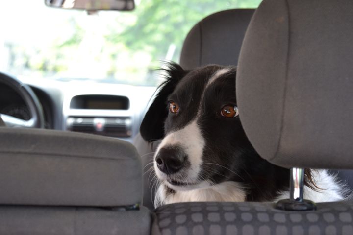 Dyrenes Beskyttelse fraråder hvert år, at hunde efterlades i biler om sommeren, også selv om det kun drejer sig om kort tid. Desværre er der stadig mange, som lader hunden sidde i bilen når det er varmt. Det kan dog have fatale konsekvenser. Foto: Pixabay. Til fri afbenyttelse.