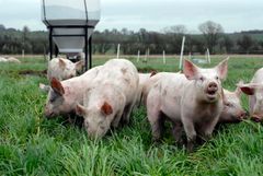 Flere frie grise i EUs 27 medlemslande når borgerforslaget End The Cage Age bliver fælles EU-lov. Foto: World Animal Protection.