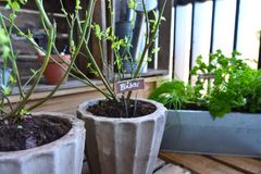 Flere og flere dyrker deres egne grøntsager og krydderurter på altanen, og med haveekspertens råd kan du udnytte altanens kvaliteter. Foto: PR.