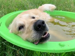Uanset hvilket kæledyr du har, er det vigtigt at tage ekstra hensyn til det under hedebølgen. Alt lige fra skygge til et badebassin kan hjælpe dyrene med at holde de høje temperaturer ud. Her ses en hund som køler sig i et badebassin. Foto: Dyrenes Beskyttelse. Til fri afbenyttelse.