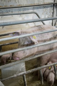 Dyrenes Beskyttelse er meget kritiske over for Regeringens forslag til en dyrevelfærdslov, som vil give landbruget særstatus på dyrevelfærdsområdet. Foto: Dyrenes Beskyttelse