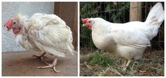 Billede af en tidligere burhøne, der blev reddet af Frie Vinger. Første billede er taget, lige efter hønen blev reddet fra en burægproducent, og billedet til højre er tre måneder efter.