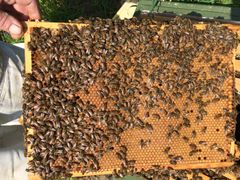 Honningbien honning fra vestsjællandske biavlere fås nu i alle REMA 1000s butikker.