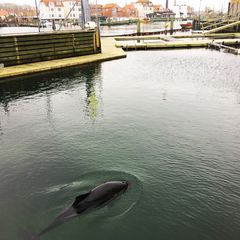 Marsvinet Freja, spærret inde i trangt havnebassin, hvor den lille hval bruges til forsøg og shows. Det vil flere partier nu have stoppet. (Foto: Solbritt Beranek/World Animal Protection DK