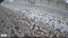 Screenshot fra loftkamera den sidste dag hvor kyllingerne var i stalden, som Anima livestreamede efter aftale med Landbrug & Fødevarer.