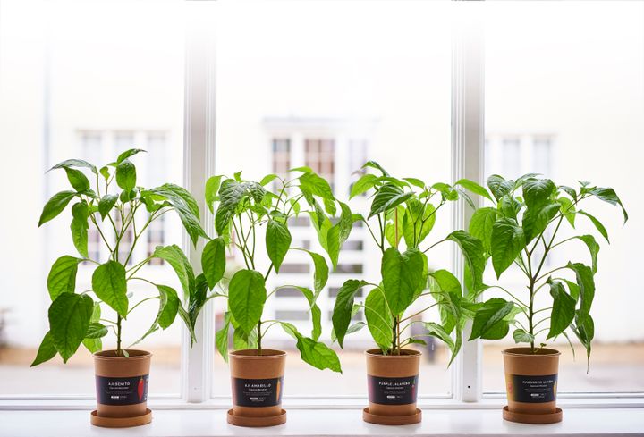 Chiliplanter er ikke kun smukke i vindueskarmen. Med fire nye gro-selv kits kan du gro dine egne økologiske chilier, som kan pifte enhver middagsret op. Foto: PR.