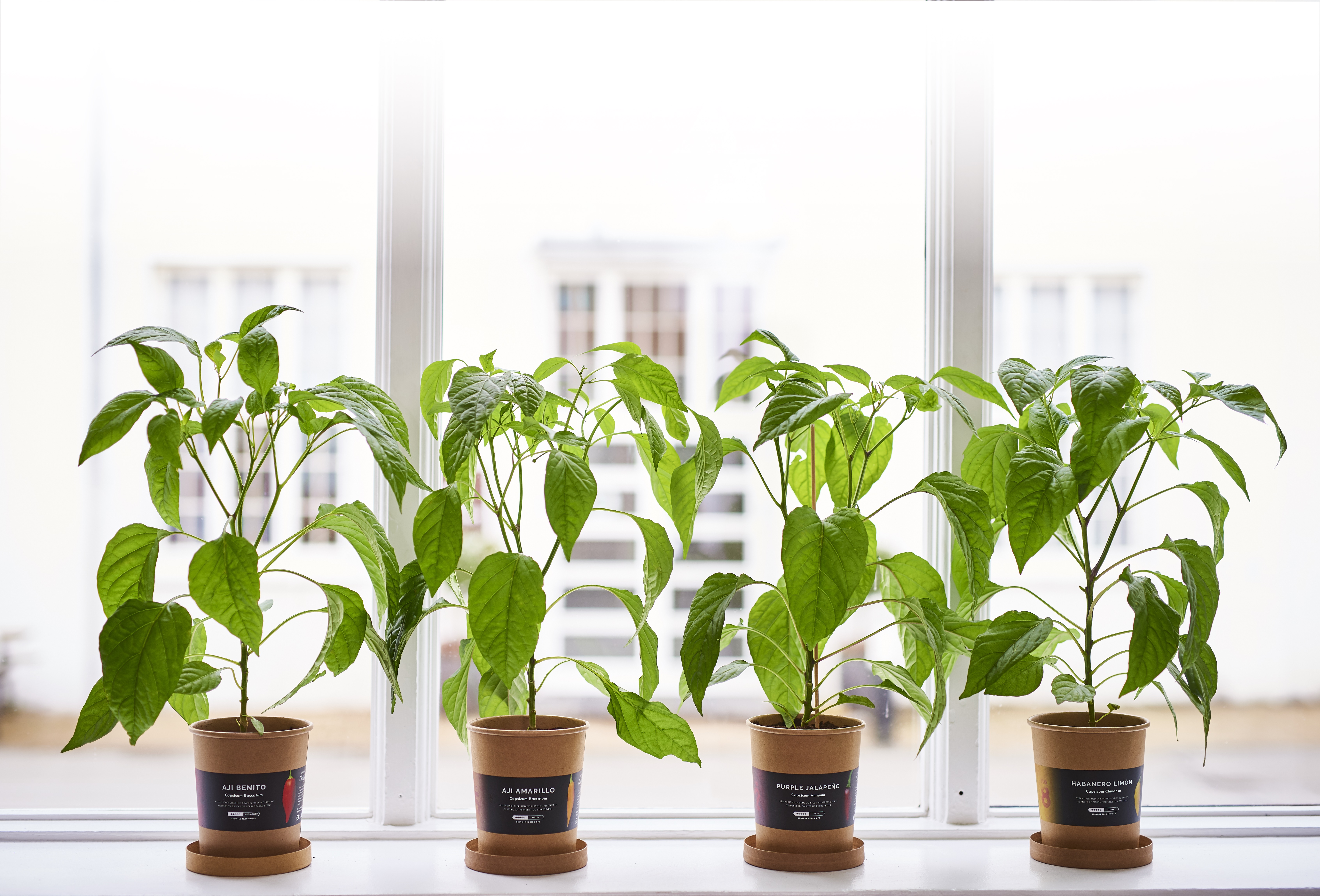 forpligtelse leje Altid Nyhed til planteelskere: Gro din egen økologiske chiliplante i  vindueskarmen | Plantorama